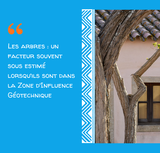 Arbres et fissures : la zone d'influence géotechnique